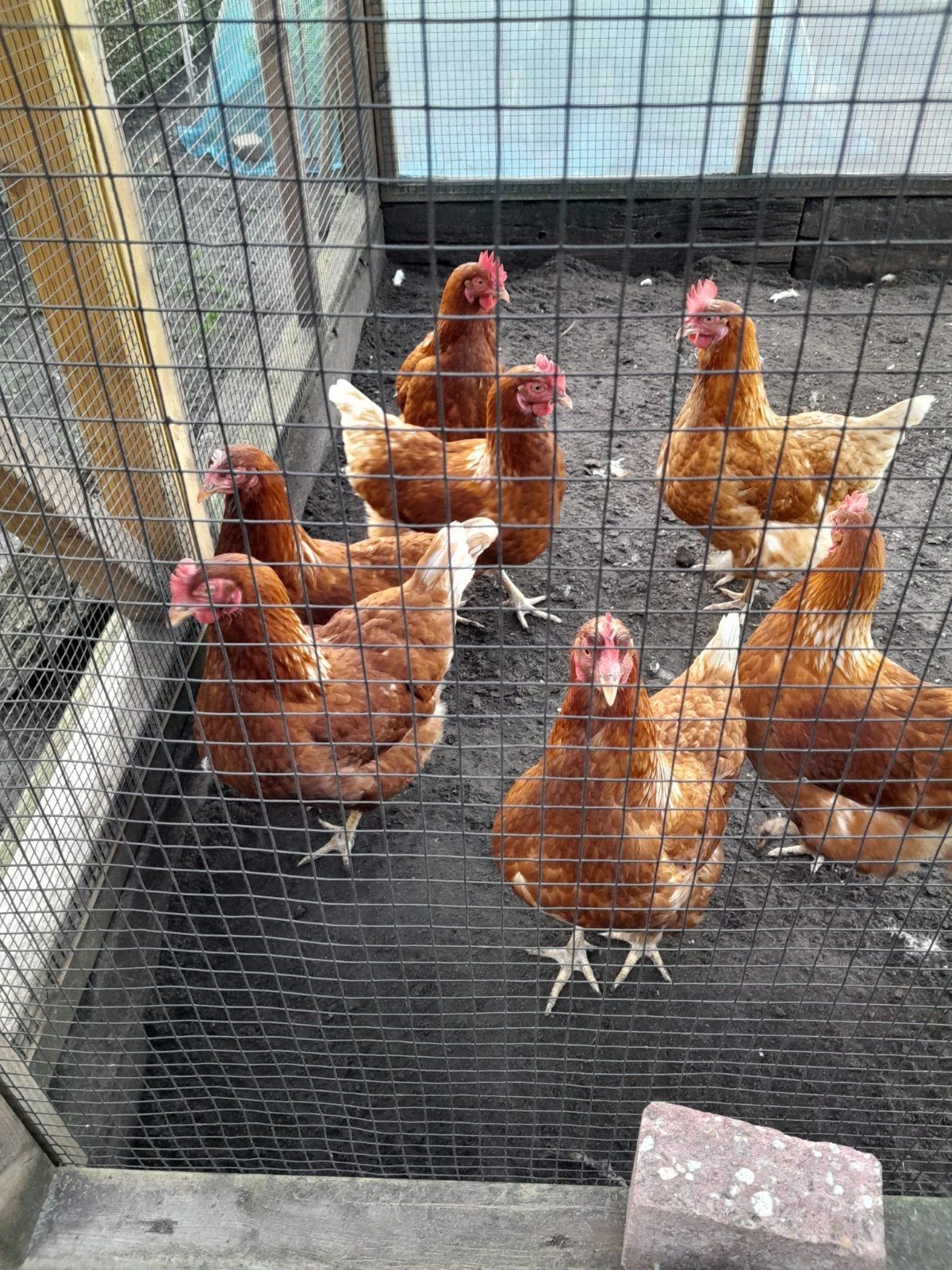 kippen 8 stuks, Vrouwelijk, Kip