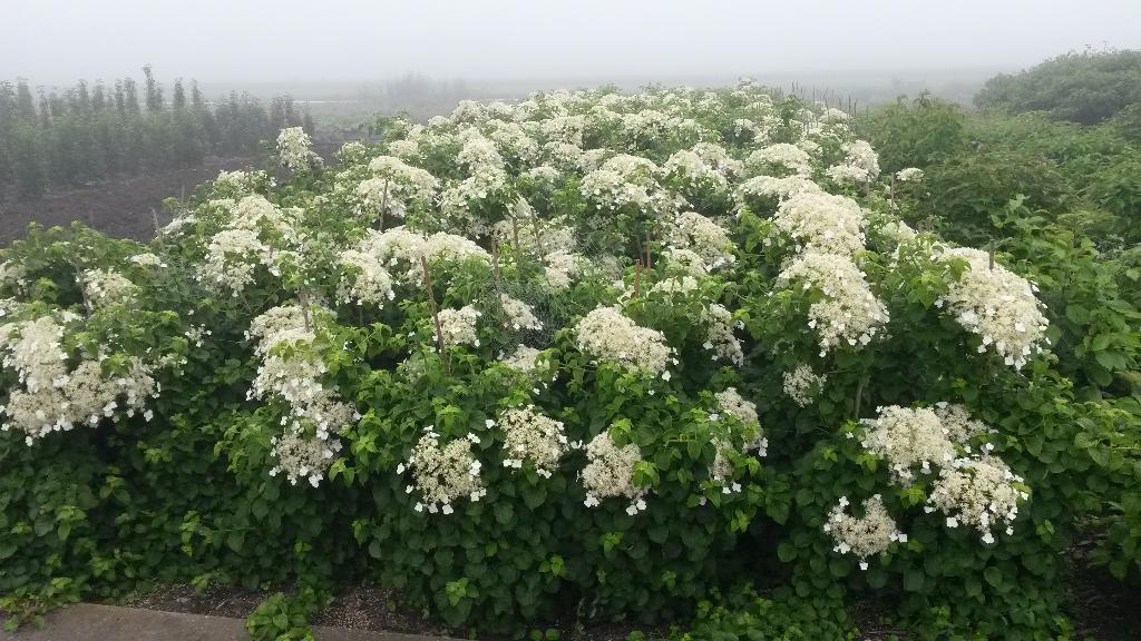 Klimhortensia (Hydrangea Petiolaris) in pot vanaf €7,50, Tuin en Terras, Ophalen, Vaste plant, Halfschaduw, Klimplanten