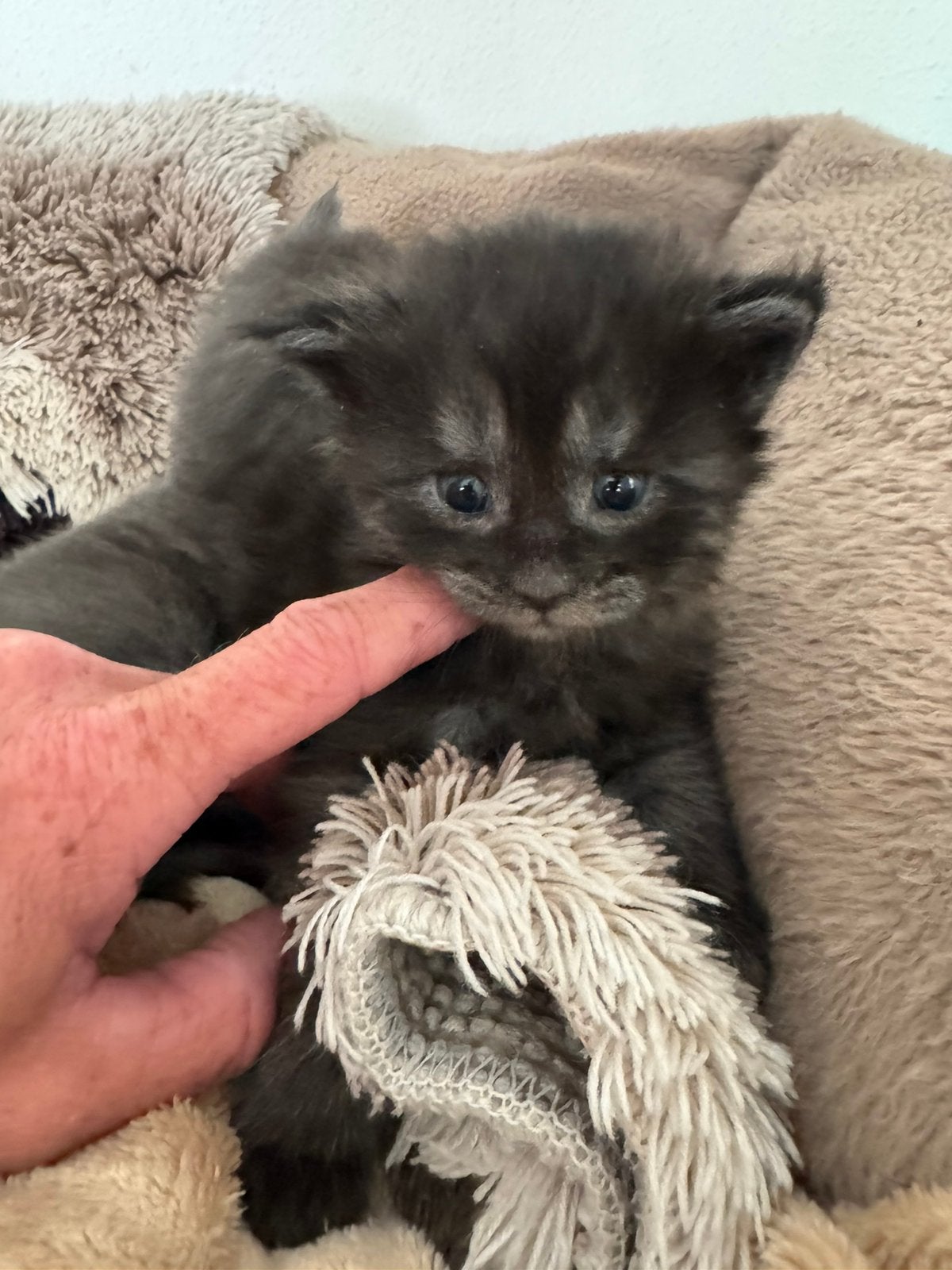 Main coon kittens, Meerdere dieren, Met stamboom