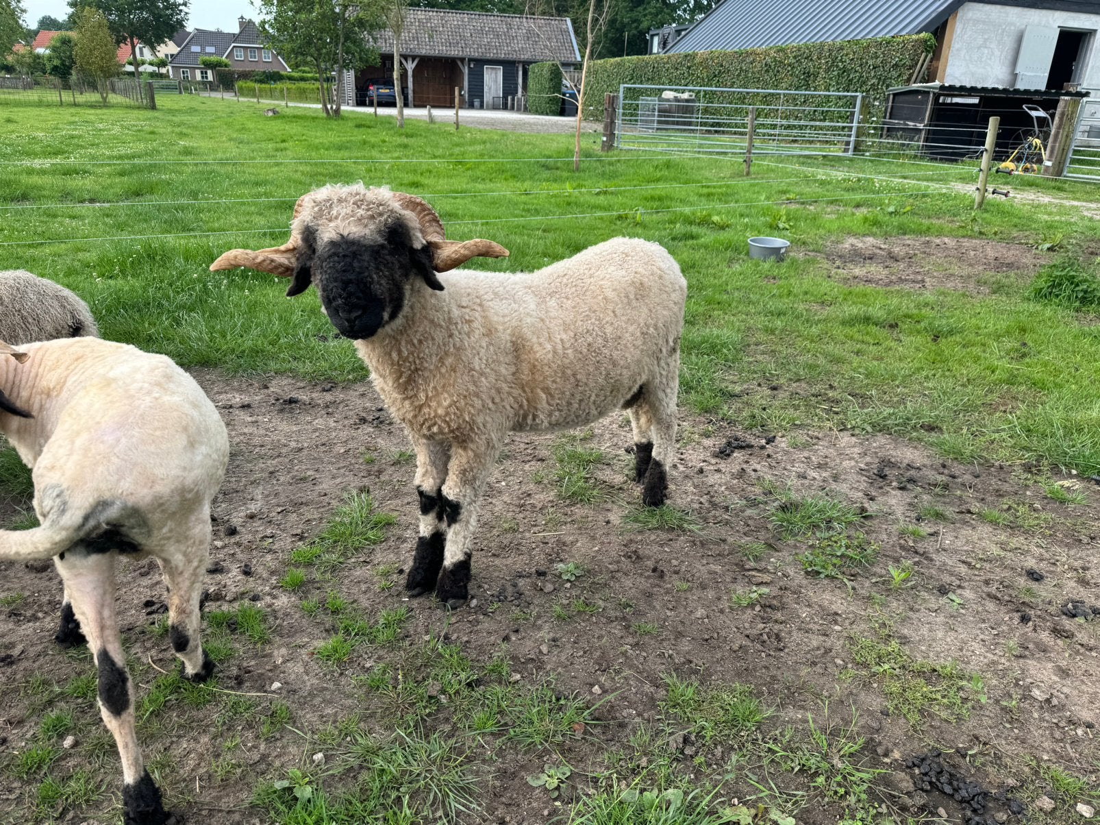 Walliser Schwarznase ram, Mannelijk, Schaap