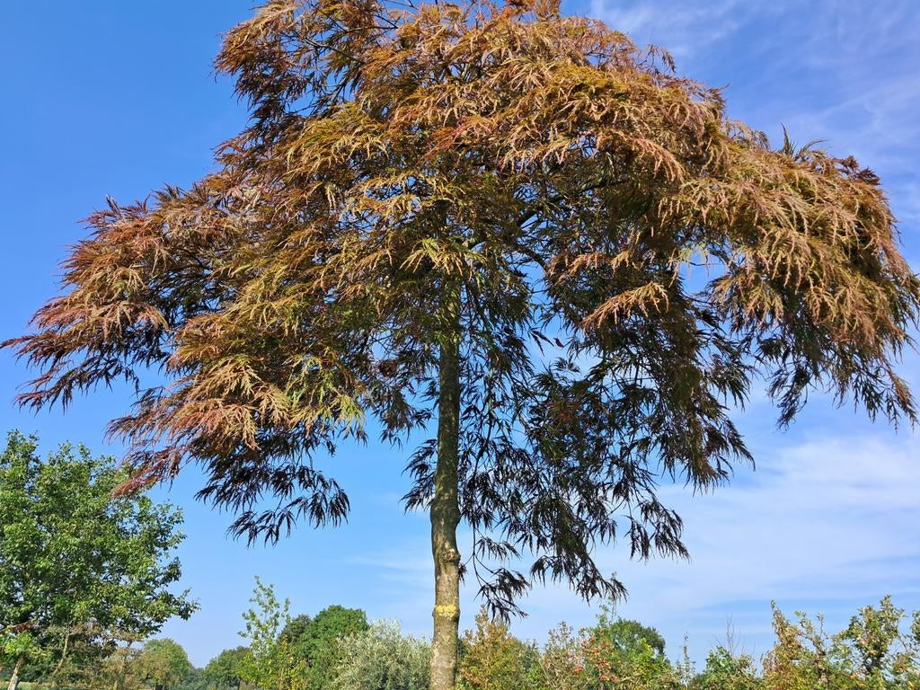 Prachtige Japanse Esdoorn 'Inabashidare' - Dakboom, Tuin en Terras, Planten | Bomen, Bloeit niet, Ophalen of Verzenden, Dakboom