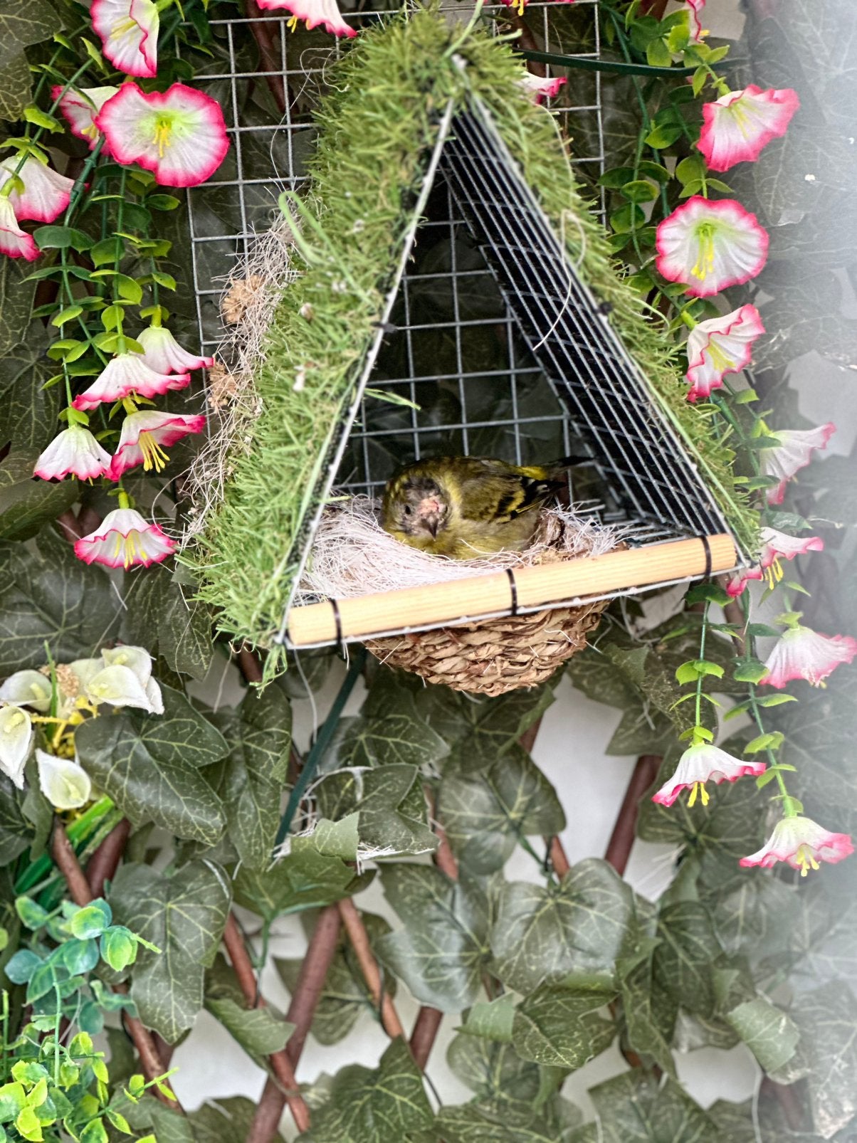 Vogelnestjes te koop, Ophalen of Verzenden, Zo goed als nieuw