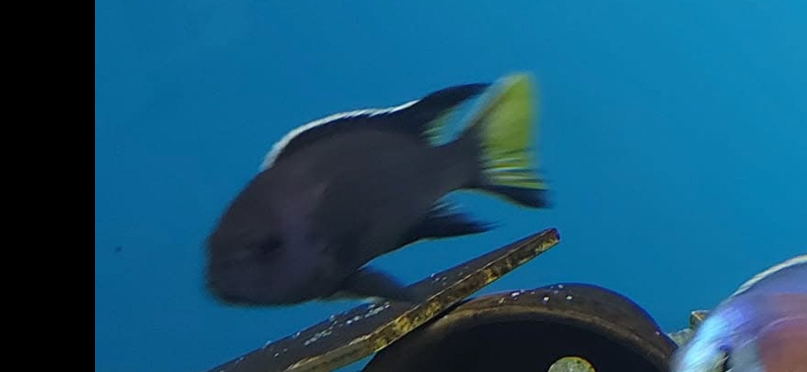 Pseudotropheus elegans itungi ( black acei), Vis