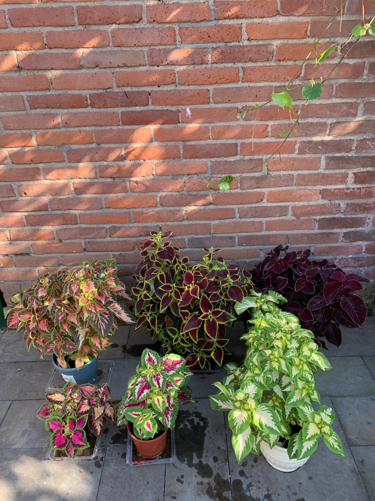 Coleus planten, Ophalen of Verzenden, Overige soorten, Volle zon