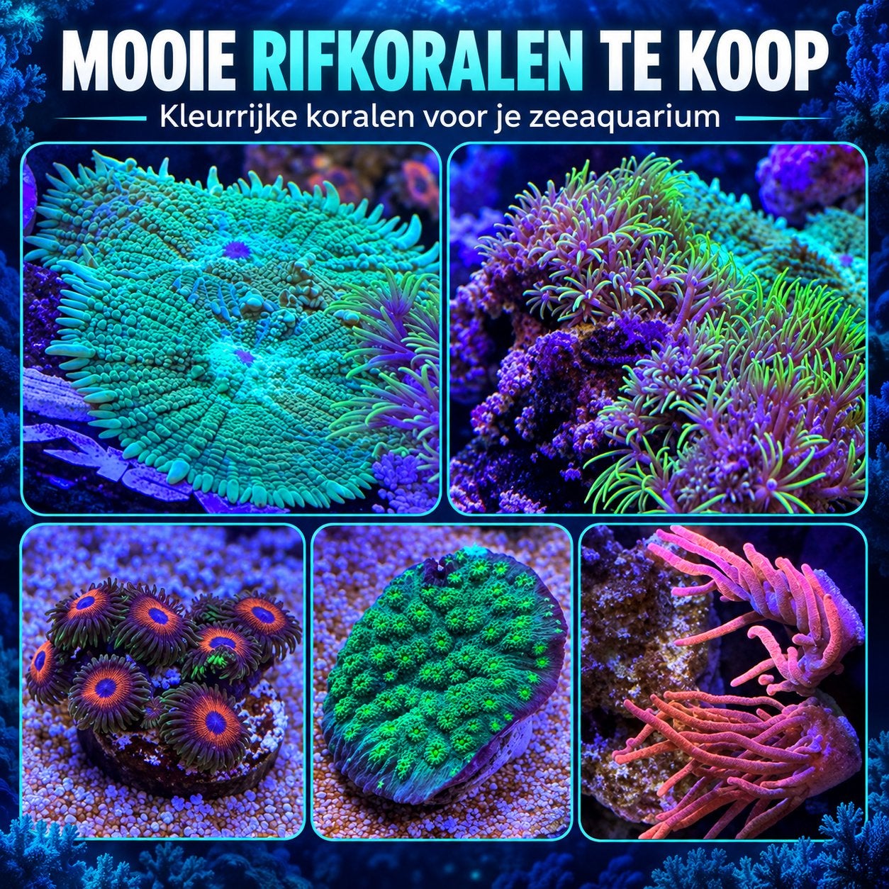 Koraal aanbieding, Ophalen