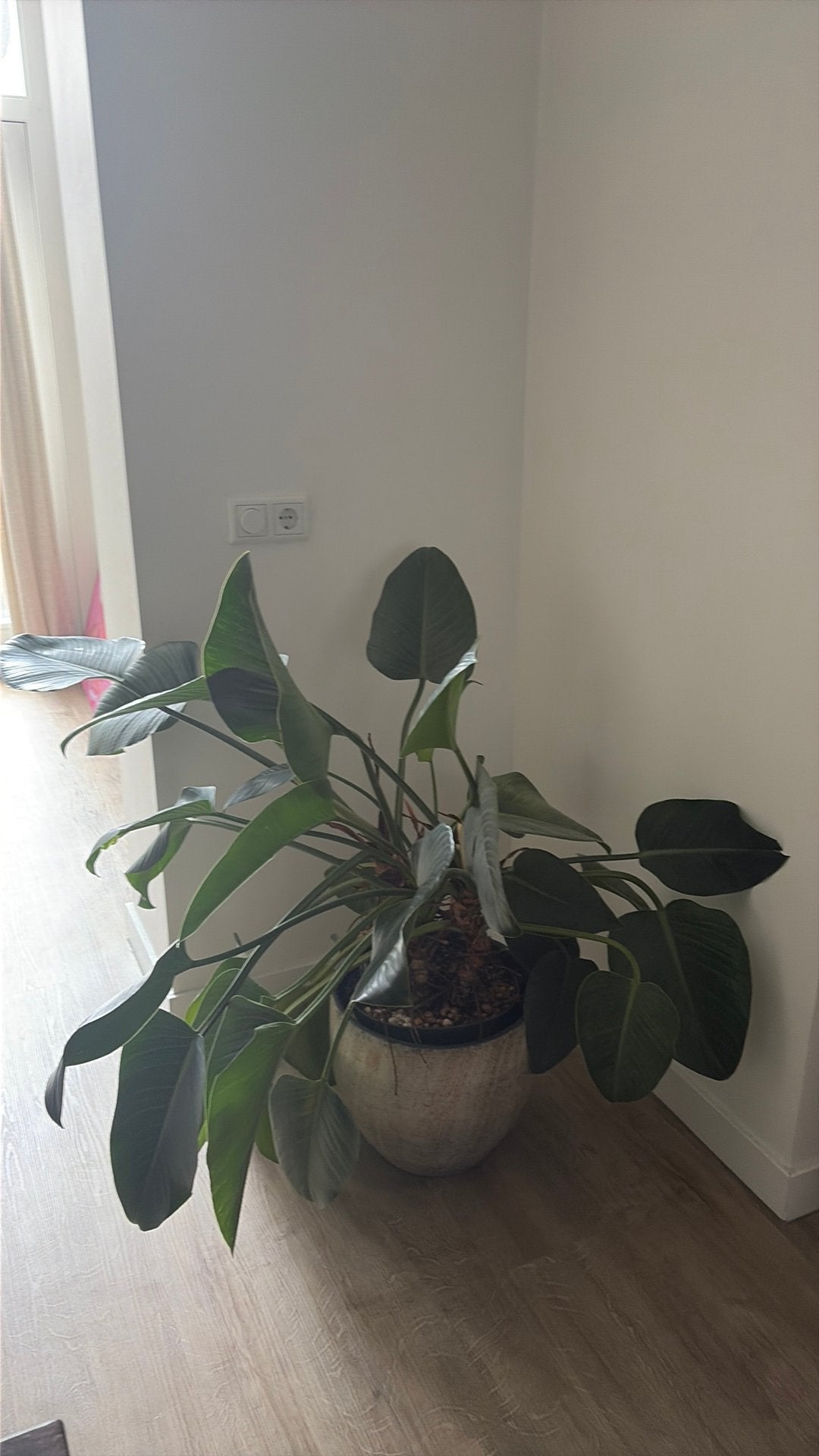 Grote kamerplant, Ophalen, Halfschaduw, In pot, Minder dan 100 cm