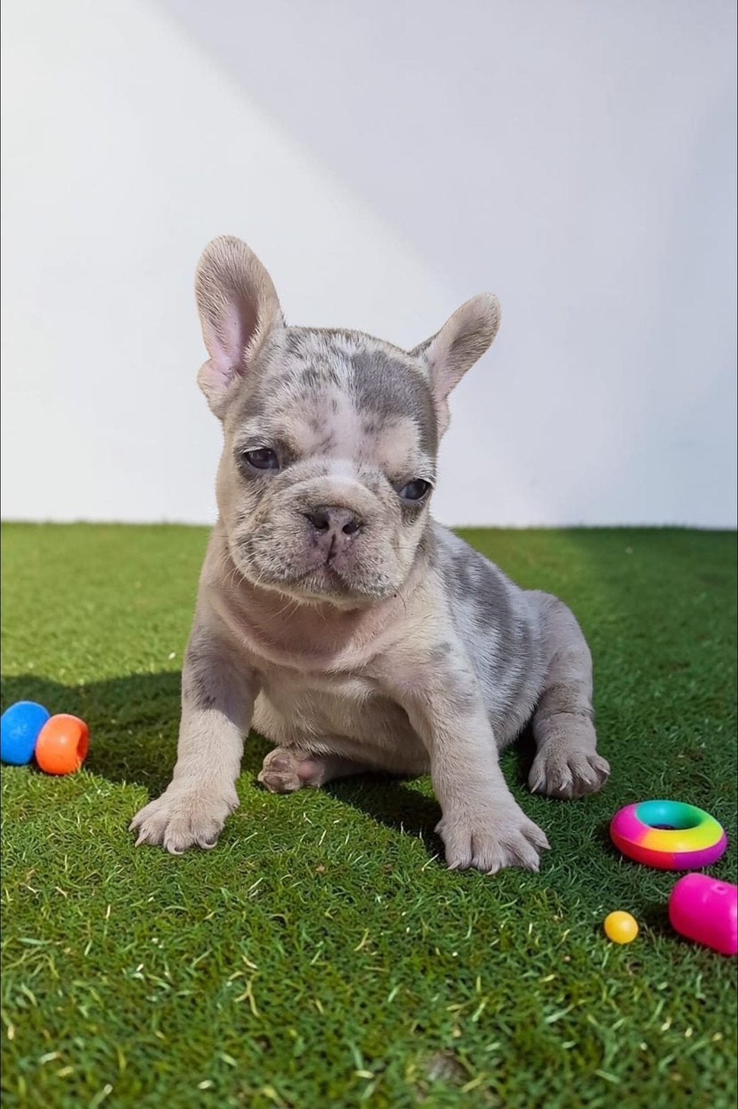 👑 Royal Puppies -Raszuivere Franse Bulldog Pups Beschikbaar, Dieren en Toebehoren, 15 weken tot 1 jaar, Buitenland, Bulldog, Meerdere