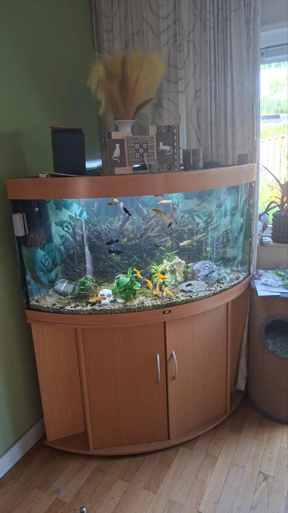 Trigon 350, Dieren en Toebehoren, Ophalen, Gevuld zoetwateraquarium