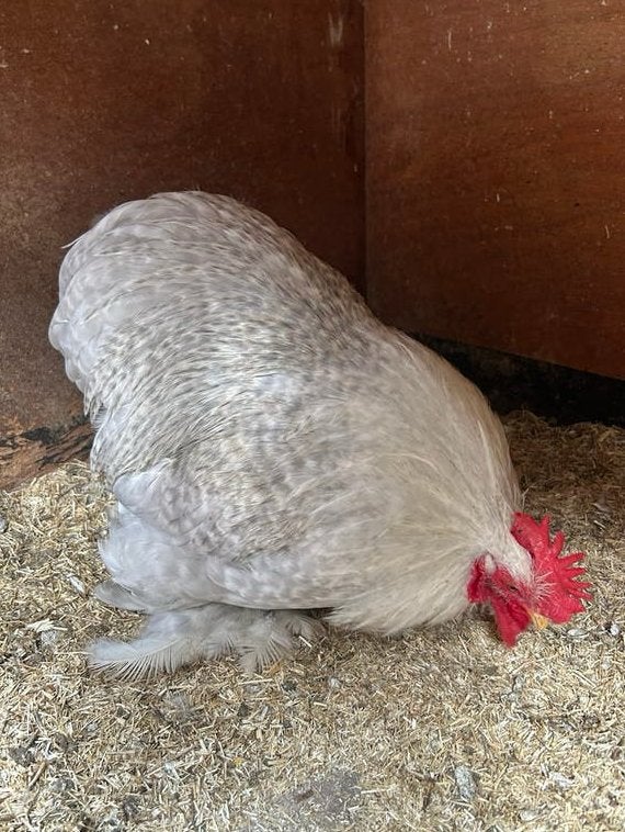 Cochin kriel parelgrijskoekoek haan, Dieren en Toebehoren, Mannelijk, Kip