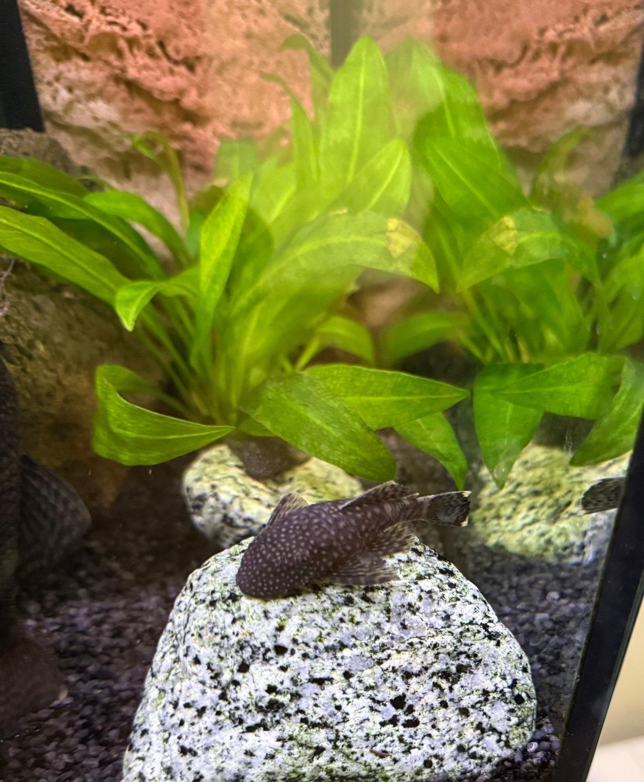 Jonge Algeneter Ancistrus (borstelneus), Dieren en Toebehoren, Vissen | Aquariumvissen, Vis, Zoetwatervis