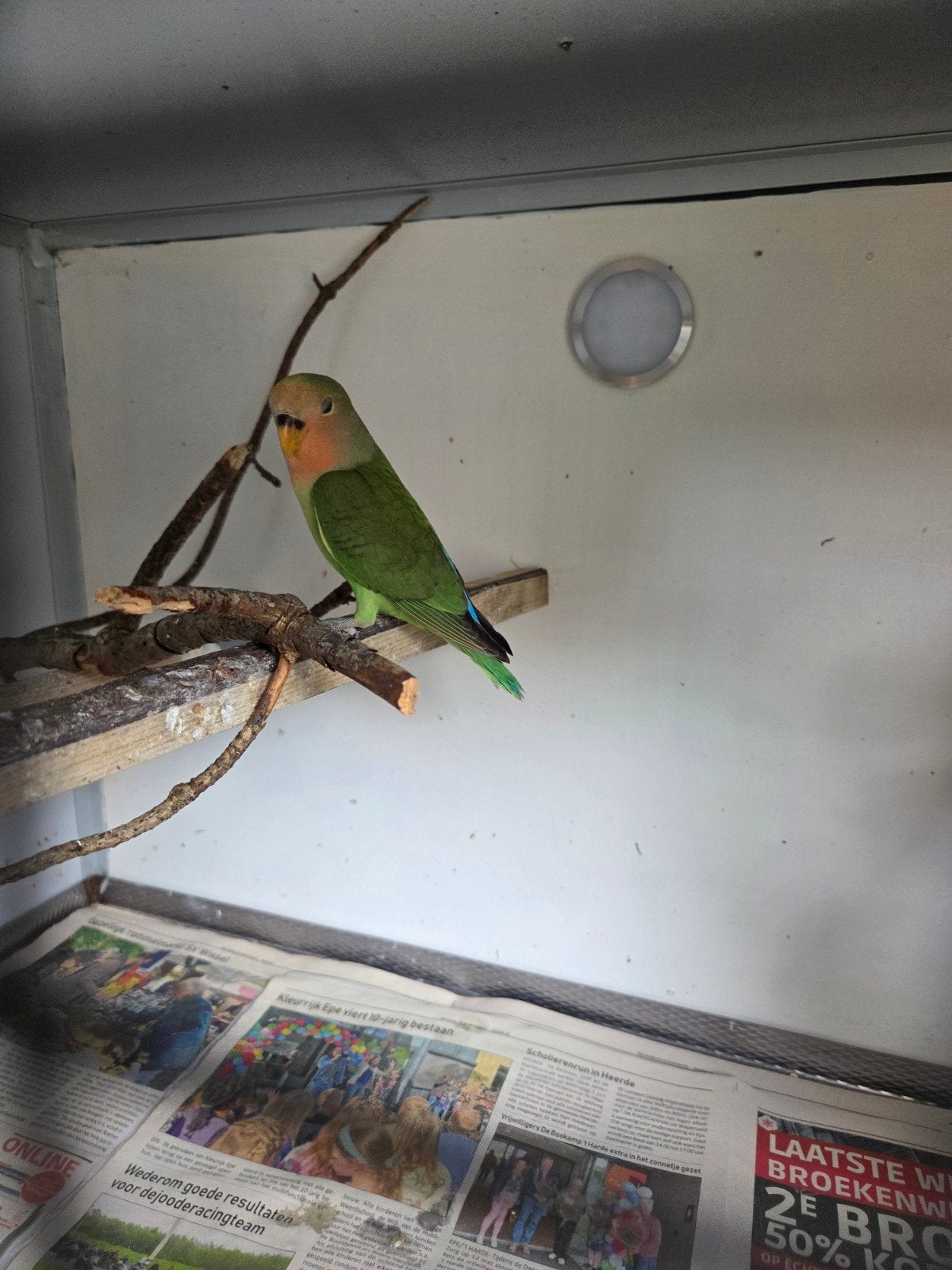 agapornis, Geslacht onbekend, Dwergpapegaai of Agapornis