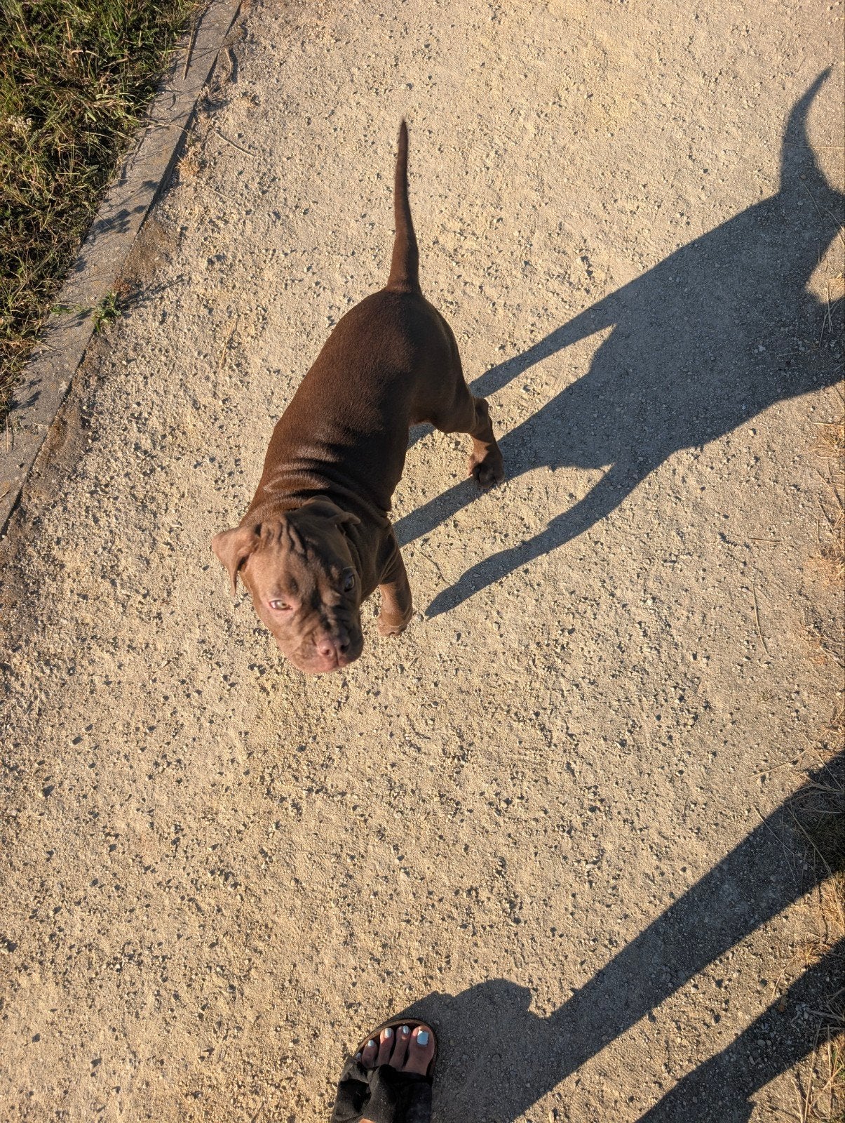 top pups zijn opzoek naar hun maatje, Parvo, 8 tot 15 weken, Bulldog, Meerdere