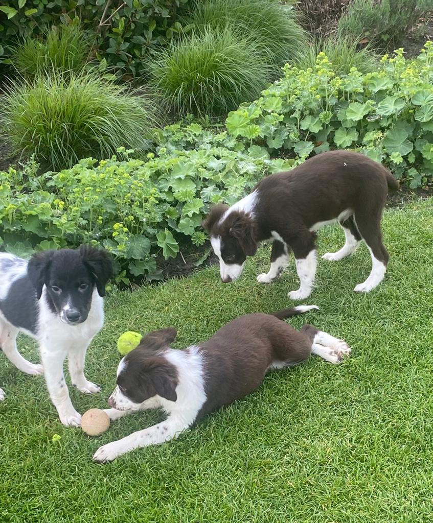 Vrolijke en speelse BORDER COLLIE x FRIESE STABIJ pups, Parvo, Nederland, 8 tot 15 weken, Meerdere