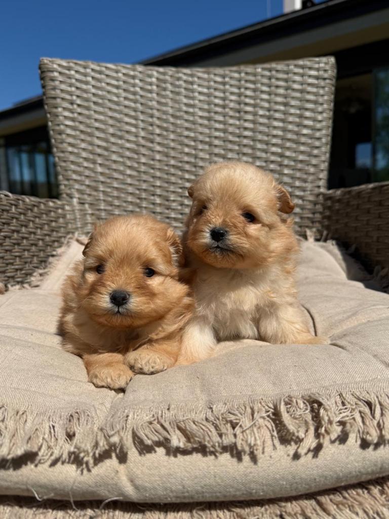 Pomapoo pups - Pomeranian x Poedel mix, Dieren en Toebehoren, Honden | Chihuahua's en Gezelschapshonden, Poedel, 8 tot 15 weken