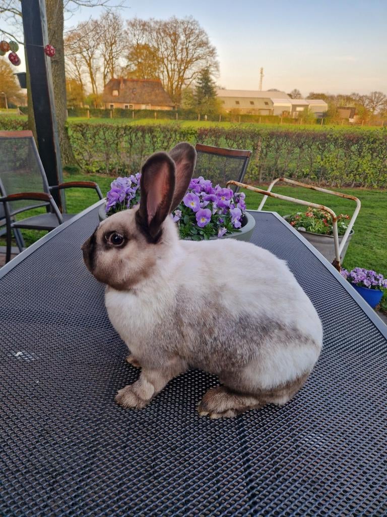 Sallander konijnen, Meerdere dieren