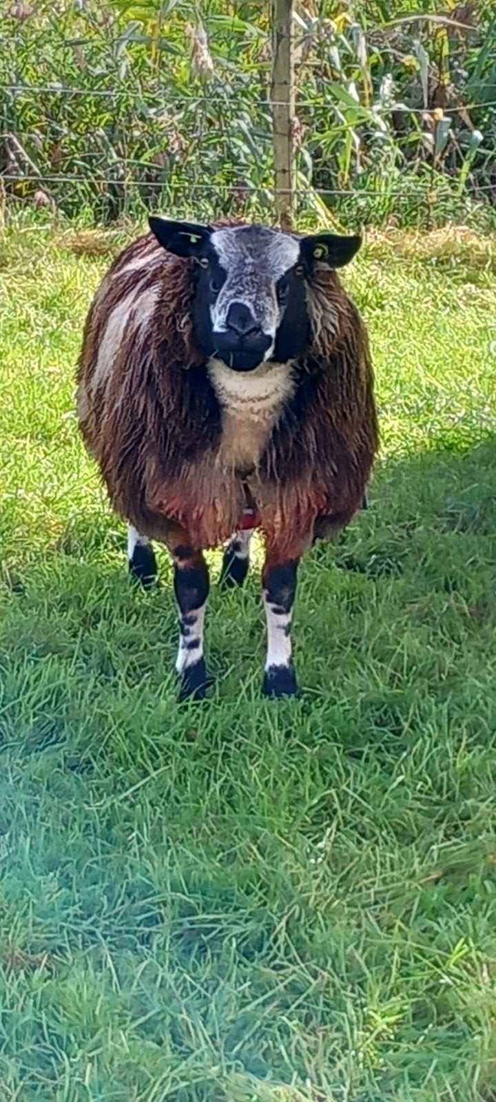 Te koop: bonte,  jonge ram, Dieren en Toebehoren, Mannelijk, Schaap, 0 tot 2 jaar