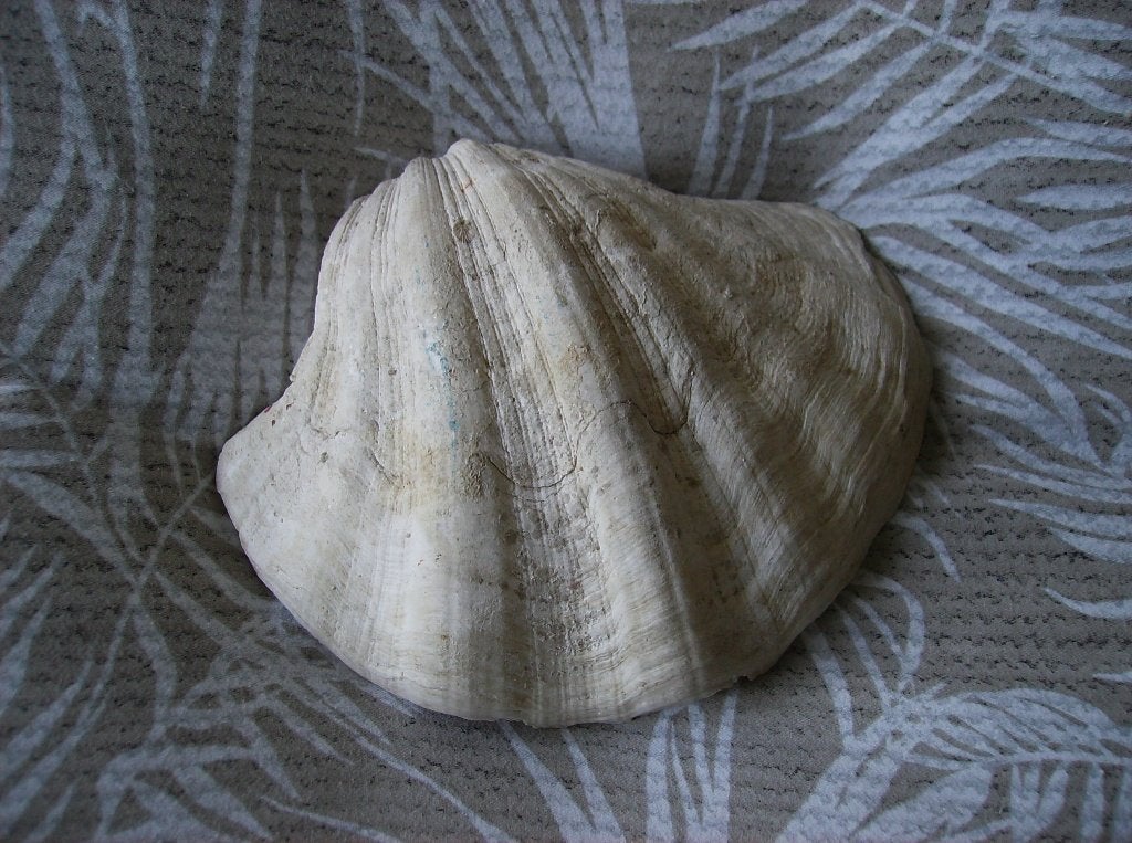 DOOPVONT SCHELP, MATEN 20 CM BREED, 15 CM LANG, Verzamelen, Ophalen of Verzenden, Schelp(en)