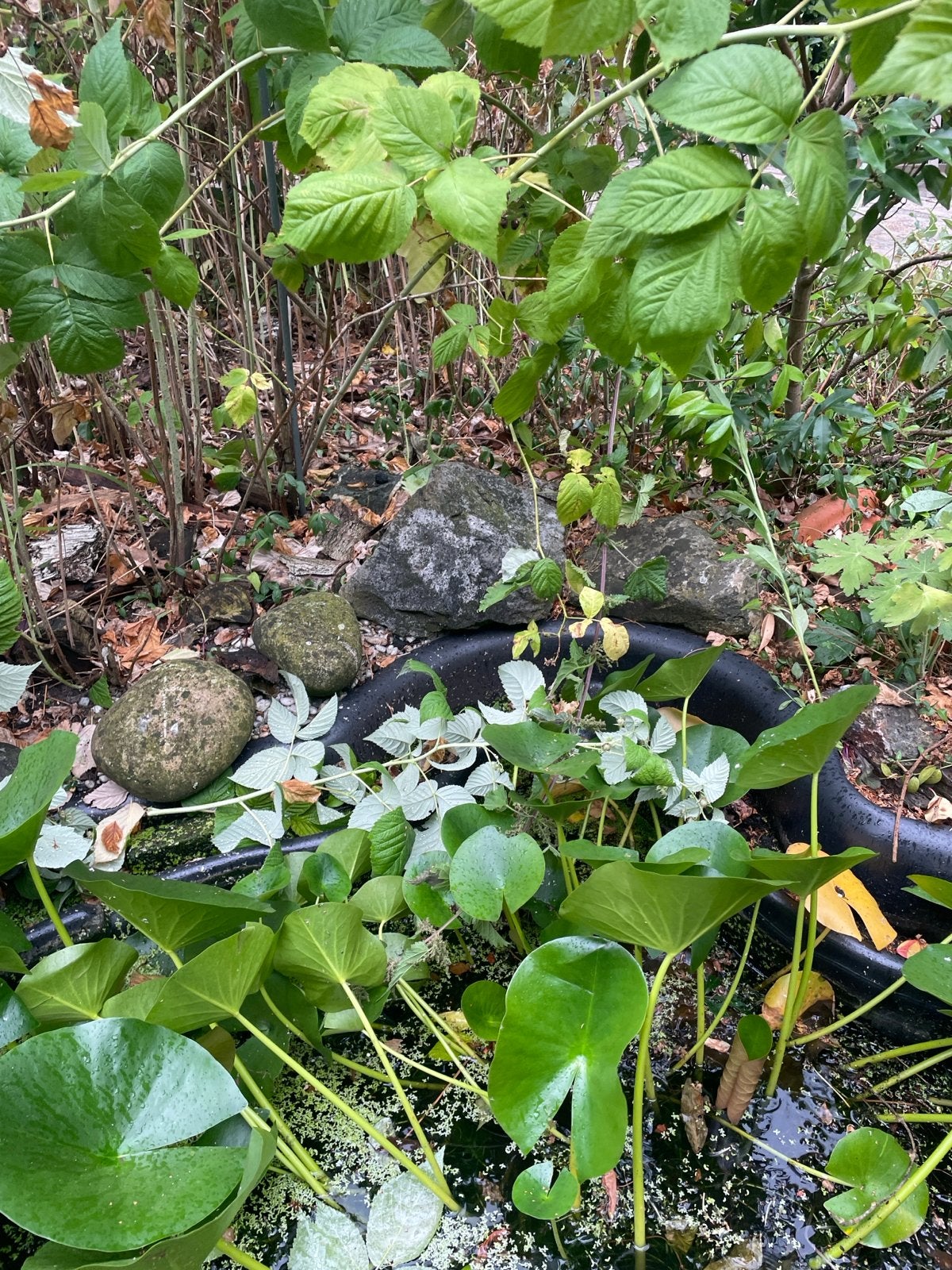 Zwerfkeien - Diverse maten voor tuin of decoratie, Ophalen, Overige materialen, Gebruikt, Kei