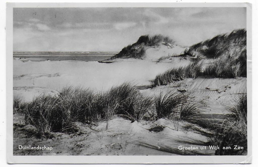 Wijk aan Zee Duinlandschap Ansichtkaart uit 1951 (B6590 ), Ophalen of Verzenden, 1940 tot 1960, Gelopen, Noord-Holland