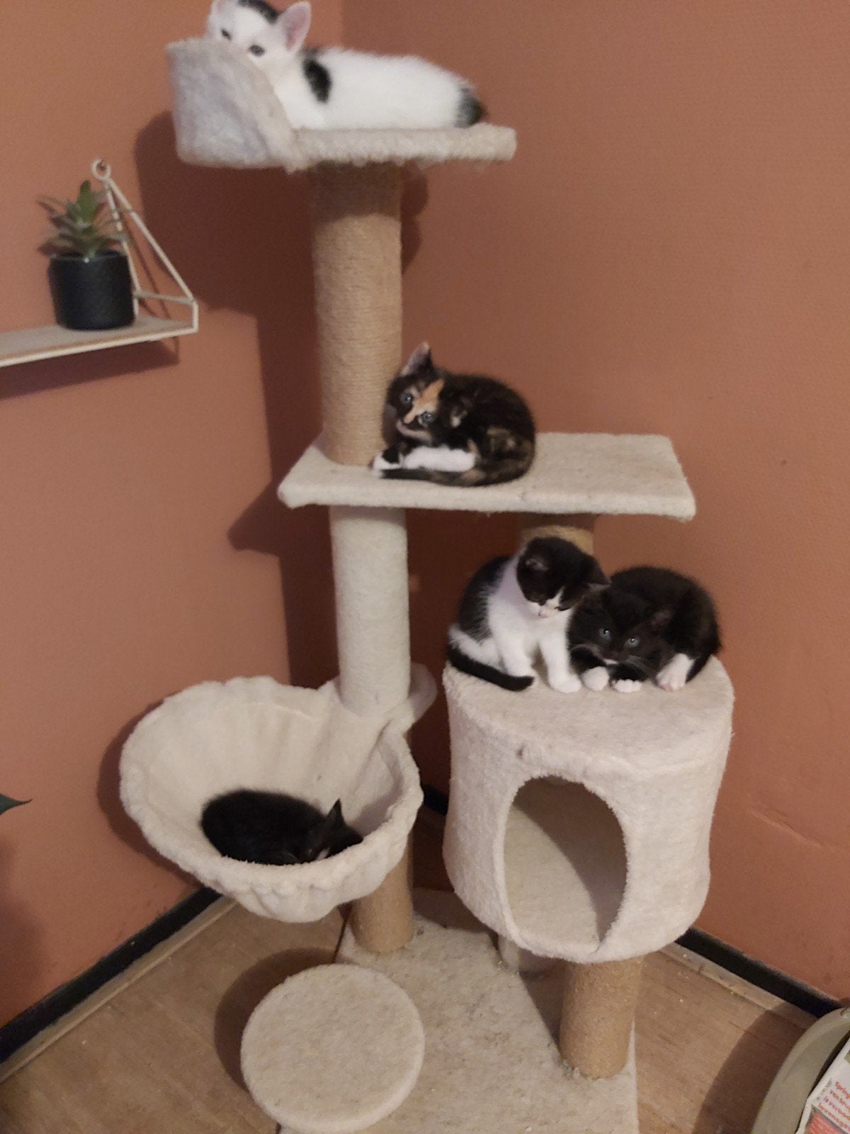 kittens 3 katers 2 vrouwtjes