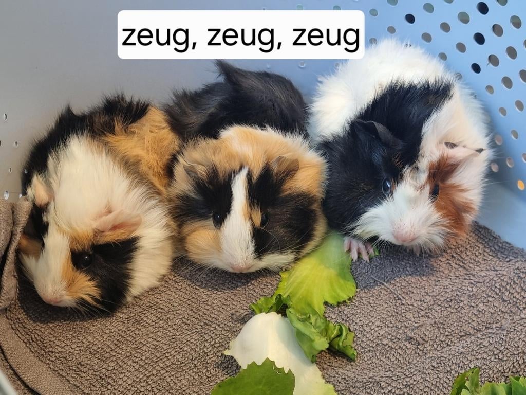 Baby cavia's 5 zeugjes en een beertje, Cavia, April, Meerdere dieren, Tam