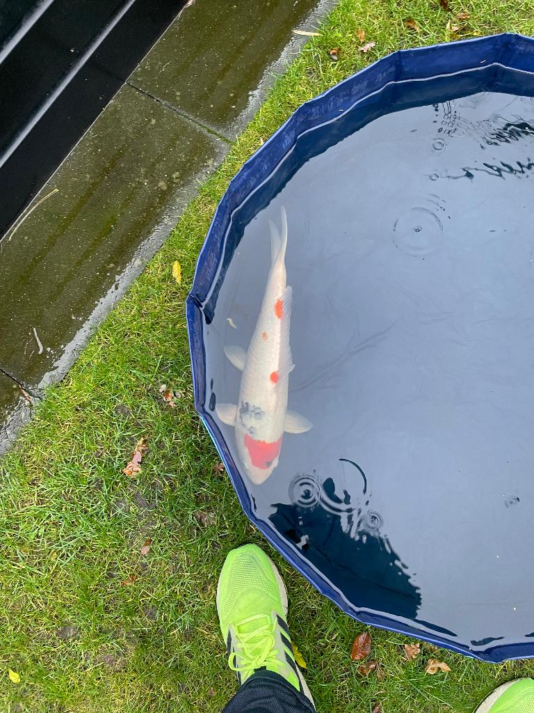 Maruten sanke japanse koi, Karper of Koi