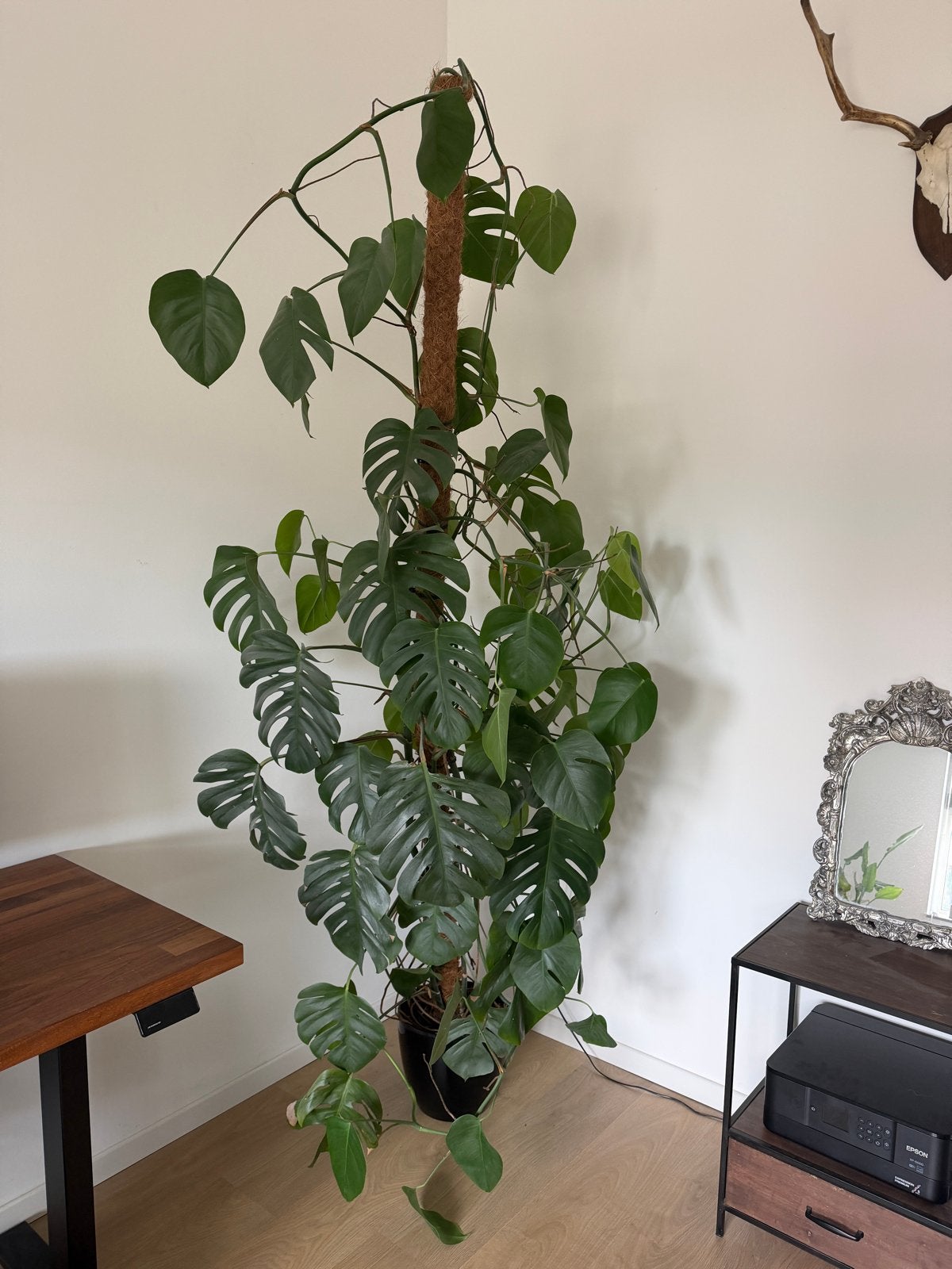 Grote Monstera Deliciosa met mosstok, Huis en Inrichting, Ophalen, 200 cm of meer, Overige soorten, Halfschaduw