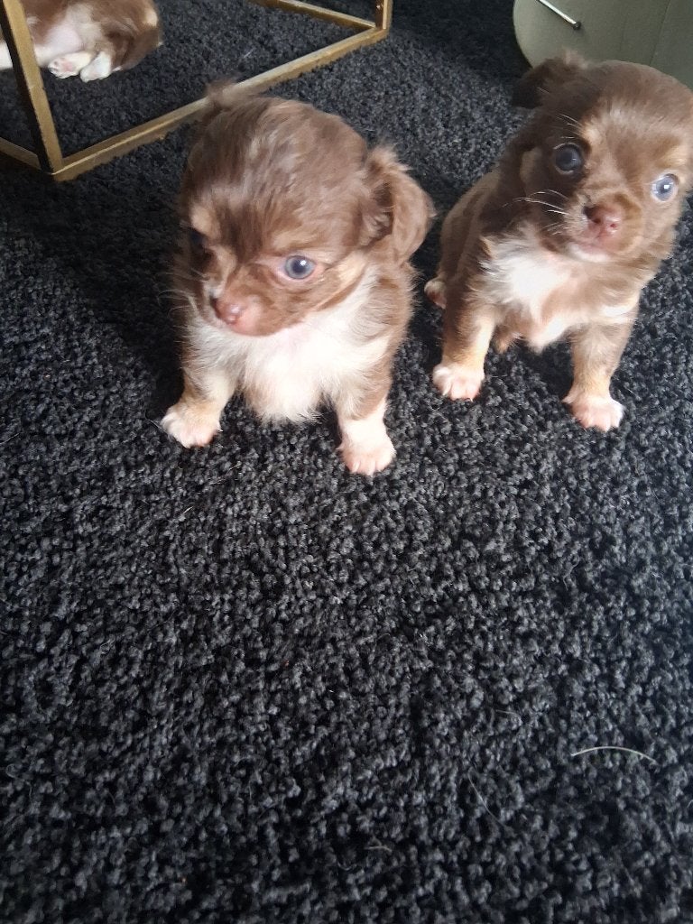 Chihuahua pups, 8 tot 15 weken, Meerdere, Meerdere dieren, Chihuahua