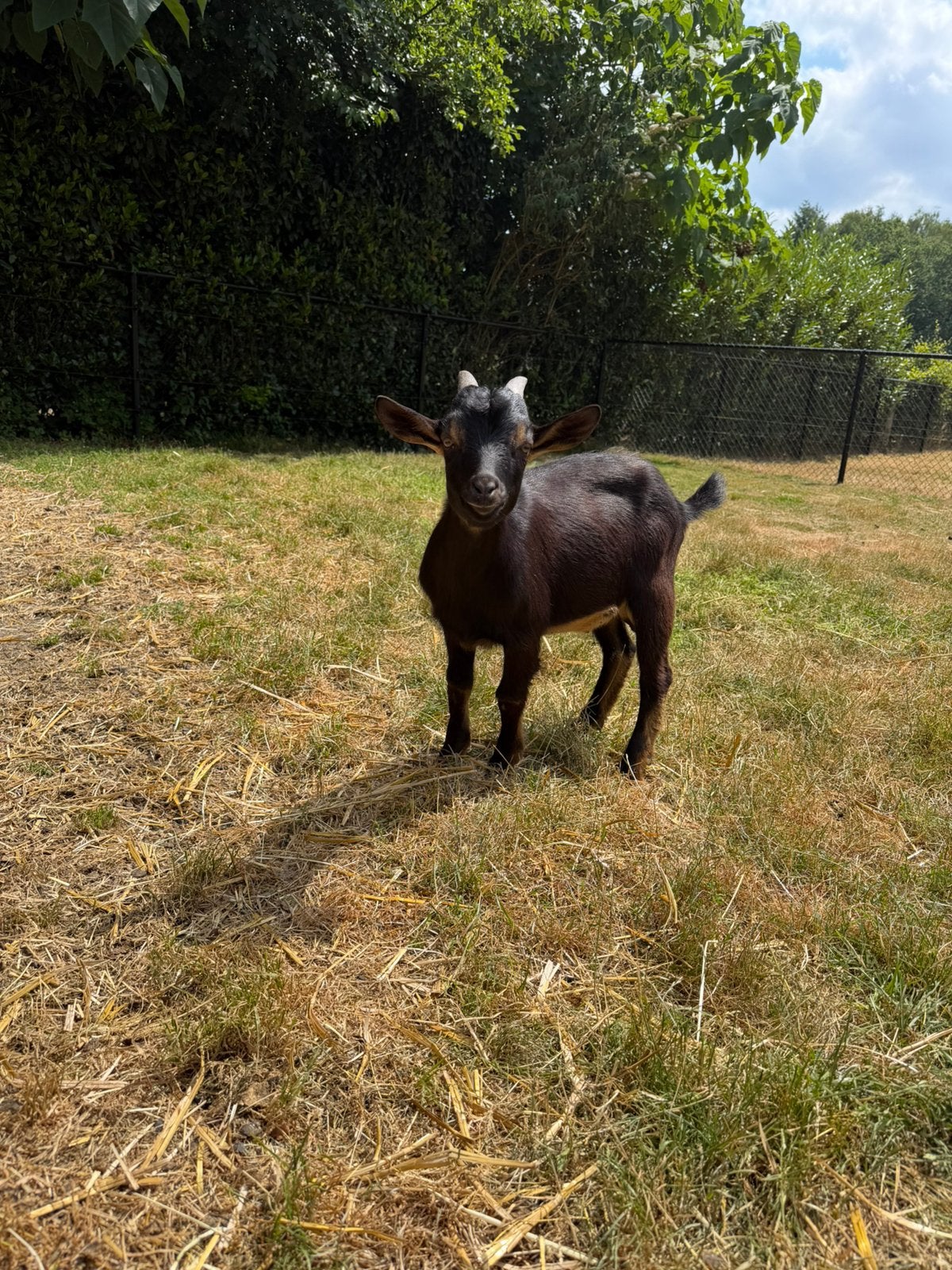 Bokjes te koop, Mannelijk, Geit