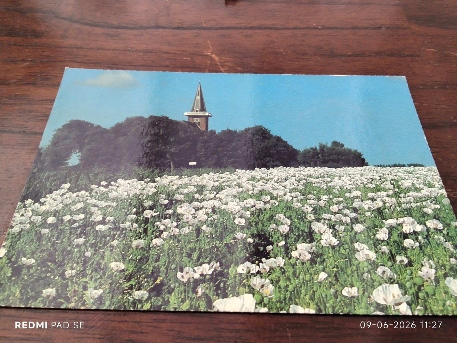 Ansichtkaart: Veld blauwmaanzaad bij Saaxumhuizen,, Verzamelen, Ophalen of Verzenden, 1960 tot 1980, Ongelopen, Groningen