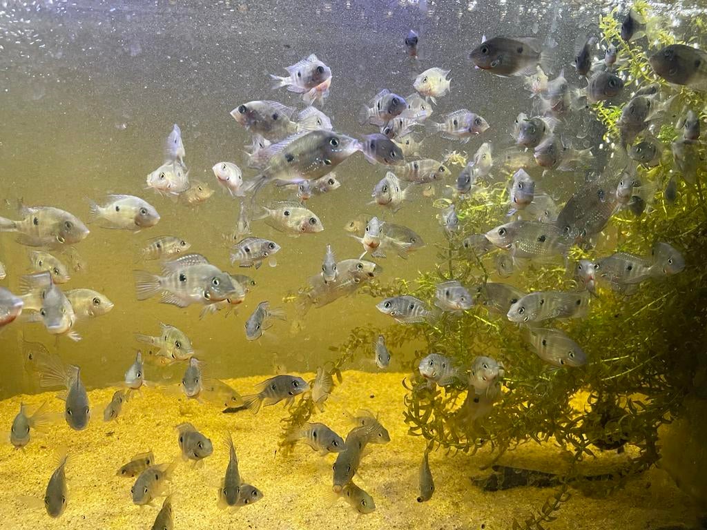 Thorichthys meeki “Rio Candelaria”, Vis
