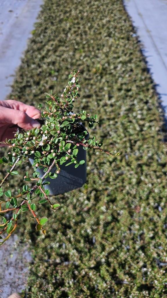 Cotoneaster streibs Findling - dwergmispel - vaste plant, Tuin en Terras, Planten | Tuinplanten, Bodembedekkers, Volle zon, Vaste plant