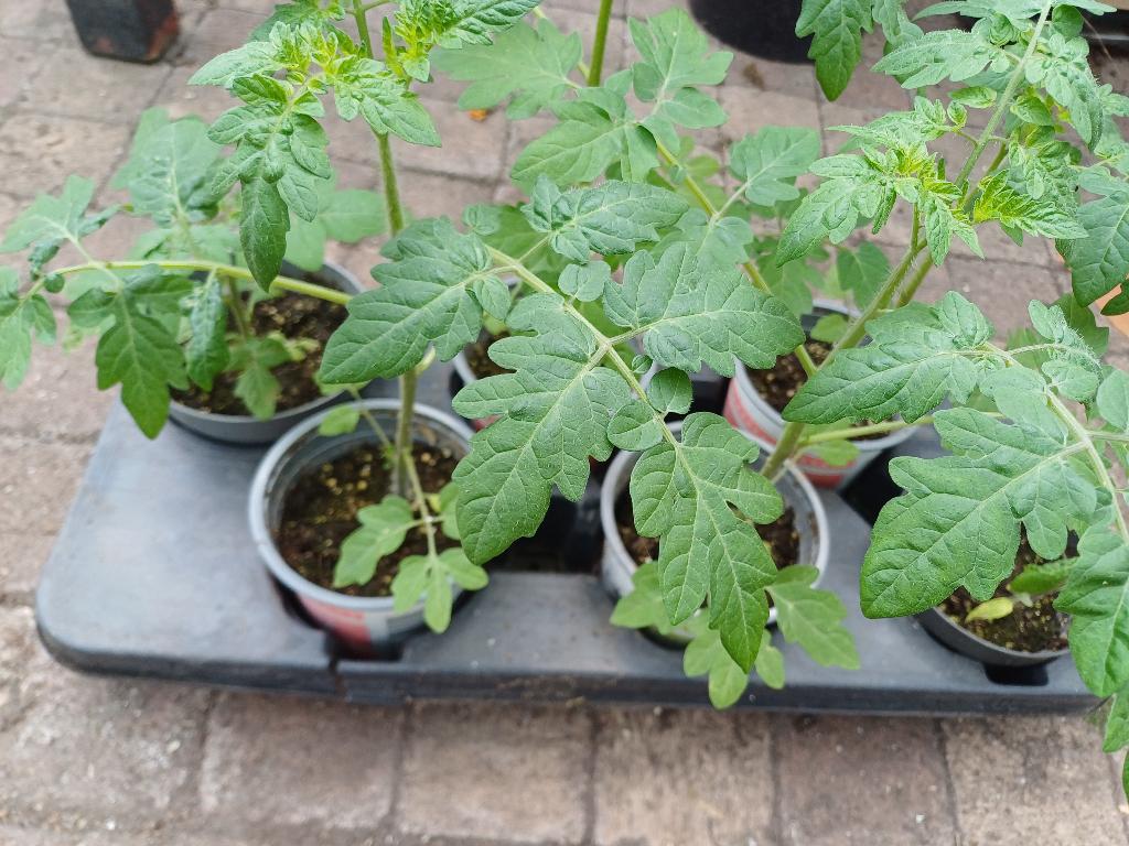 Tomatenplanten maggi munt salie aardbei, Tuin en Terras, Ophalen, Overige soorten, Volle zon