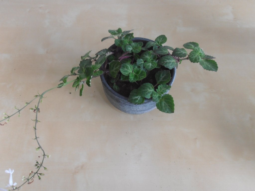 Kamerplanten, Ophalen, Overige soorten, Halfschaduw, In pot
