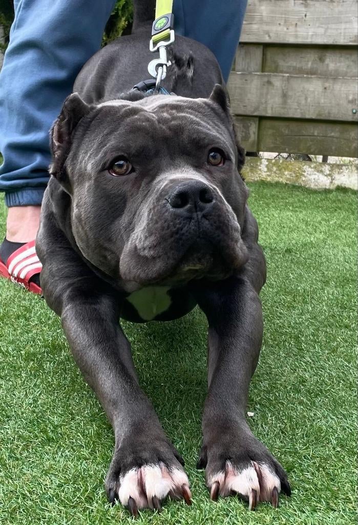 Dekreu, Amstaff Blue met stamboom., Particulier, Reu, 1 tot 2 jaar, Buitenland