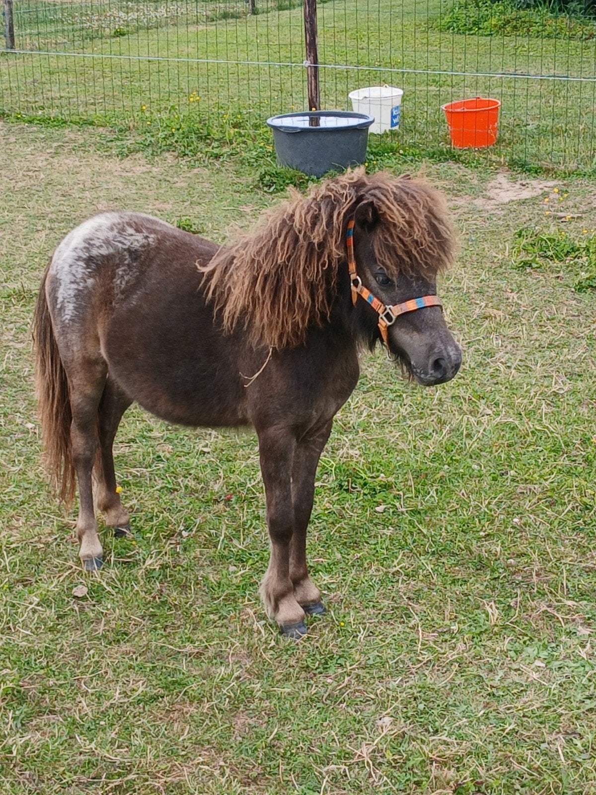 te koop een mooie appaloosa en een mini stamboek vos merries, Dieren en Toebehoren, Pony's, Merrie, A pony (tot 1.17m), Met stamboom