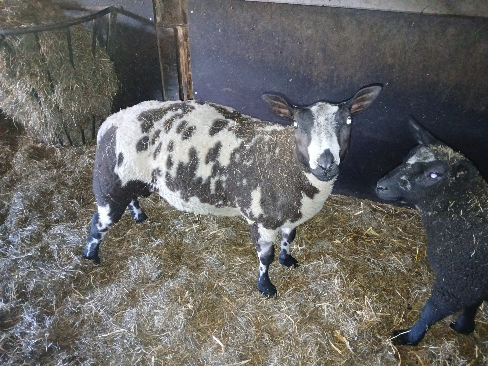 Luxe bonte dekram te koop, Mannelijk, Schaap