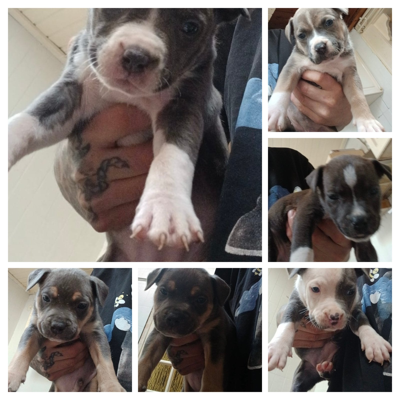 PRACHTIGE PUPS American bully pups, Dieren en Toebehoren, 8 tot 15 weken, American Staffordshire Terriër, Meerdere, Meerdere dieren