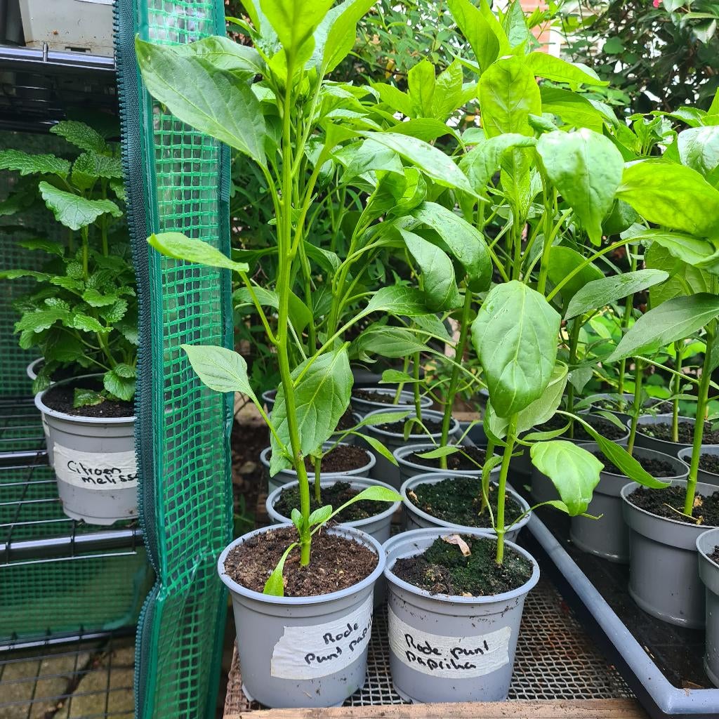 Rode punt paprika planten, Tuin en Terras, Planten | Tuinplanten, Ophalen, Eenjarig, Groenteplanten, Volle zon