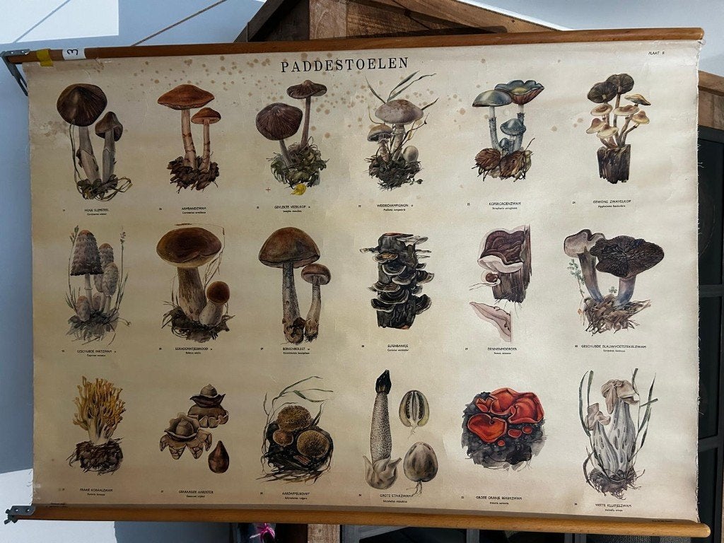 Paddestoelen, Antiek en Kunst, Antiek | Schoolplaten, Ophalen of Verzenden, Natuur en Biologie