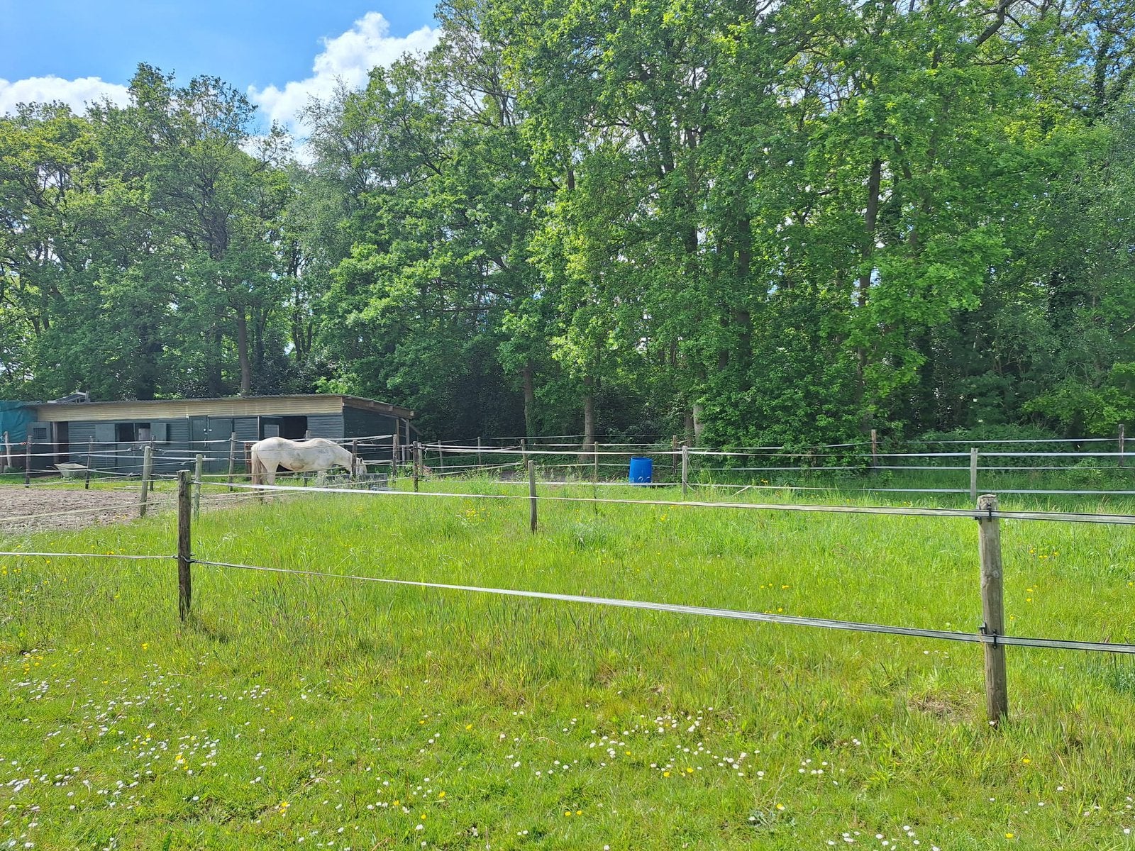 Weidegang aangeboden, Dieren en Toebehoren, Stalling en Weidegang, Weidegang