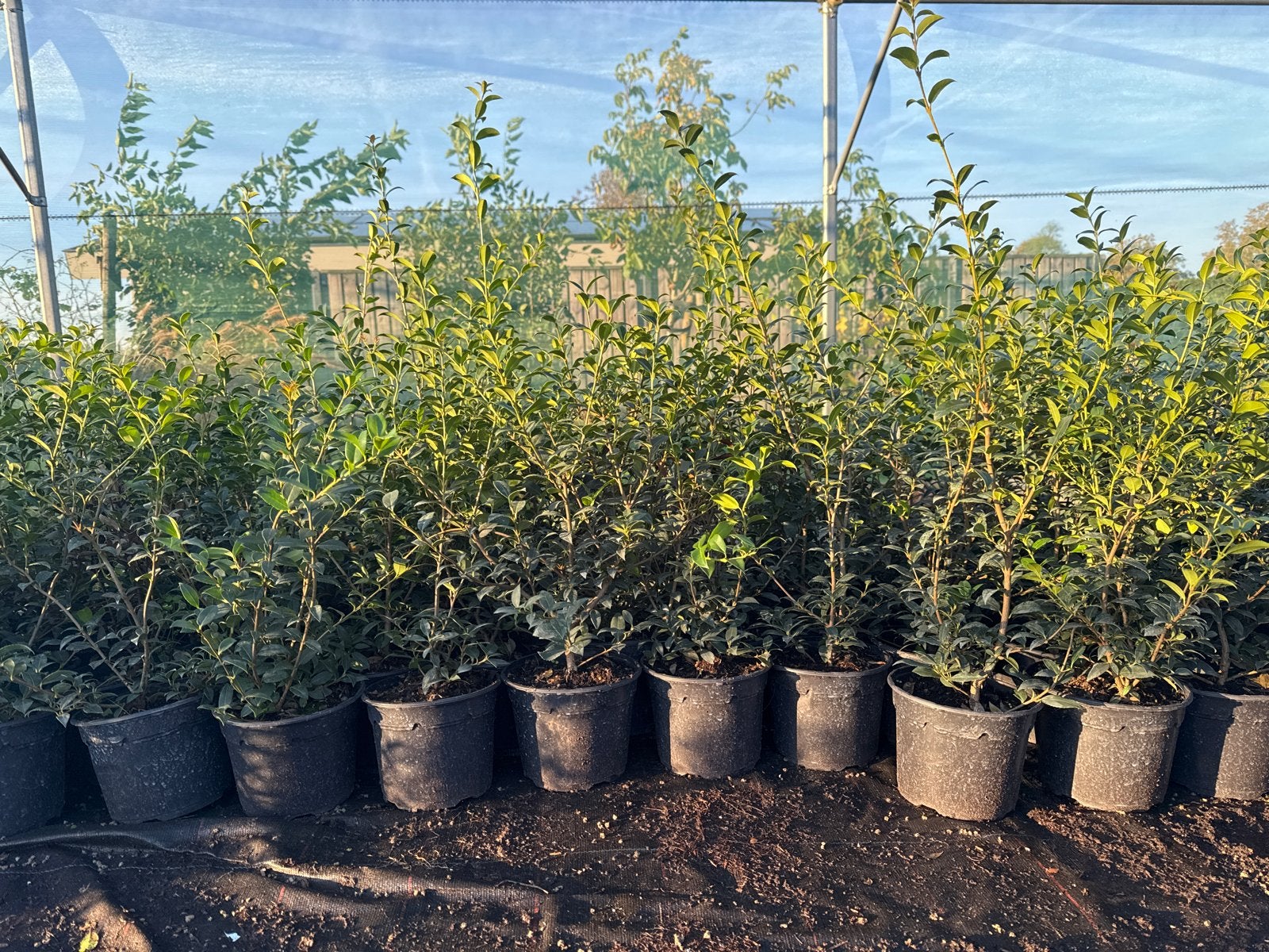 Osmanthus burkwoodii 40/60 cm - Geurende Olijfboom, Vaste plant, Halfschaduw, Lente, Ophalen