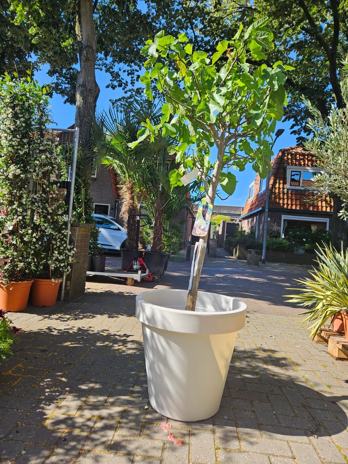 Vijgbomen 3 maten: 27,50 - 49,95 - 85 euro, Volle zon, Ophalen of Verzenden, 100 tot 250 cm, Zomer