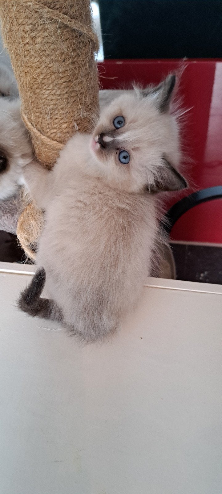 Ragdoll katertjes en poesjes uit internationaal kampioen, Dieren en Toebehoren, Katten en Kittens | Raskatten | Langhaar, Meerdere dieren