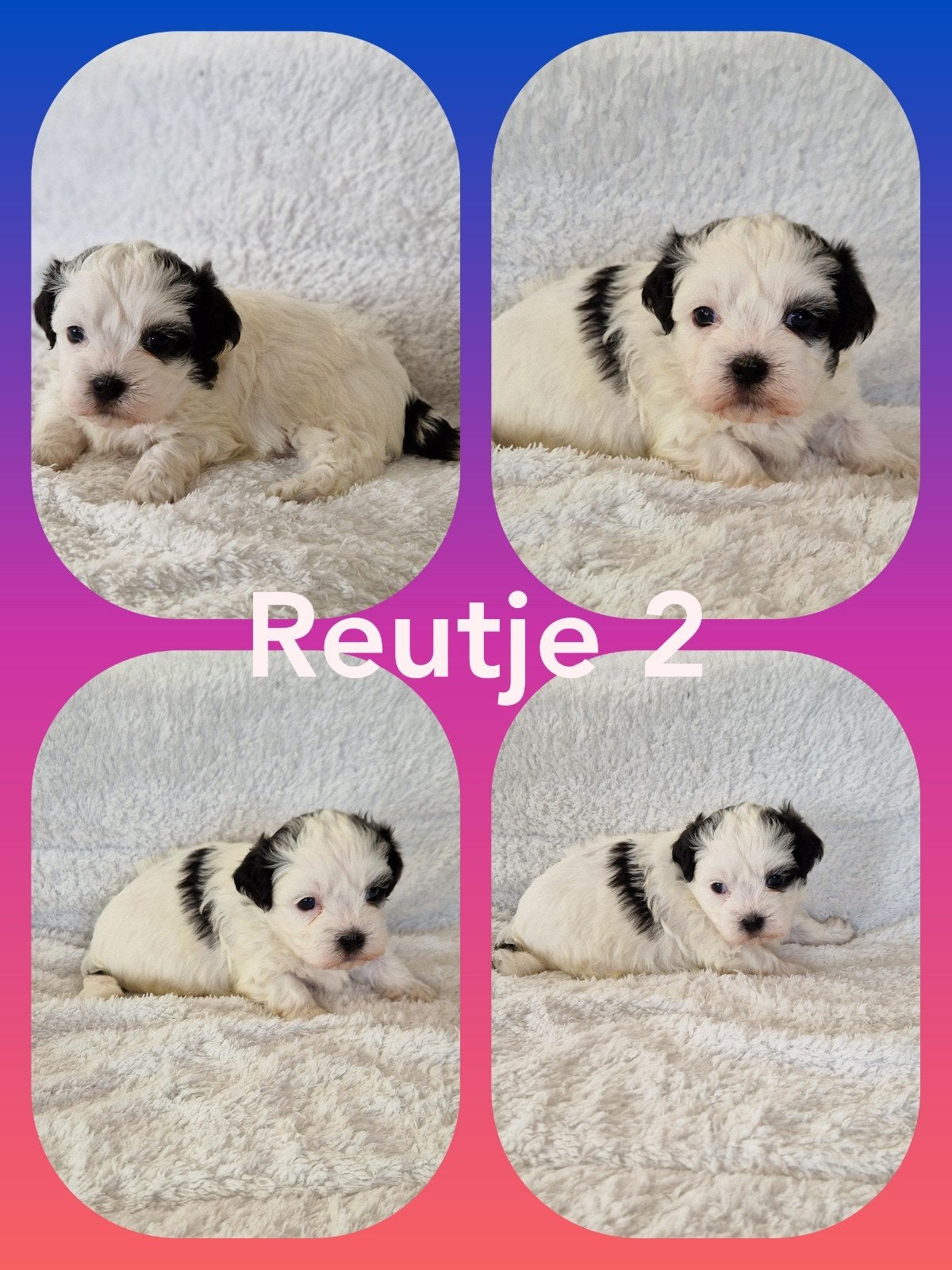 boomer  kruising maltezer shih tzu x maltezer, Dieren en Toebehoren, Honden | Chihuahua's en Gezelschapshonden, HCC (leverziekte)
