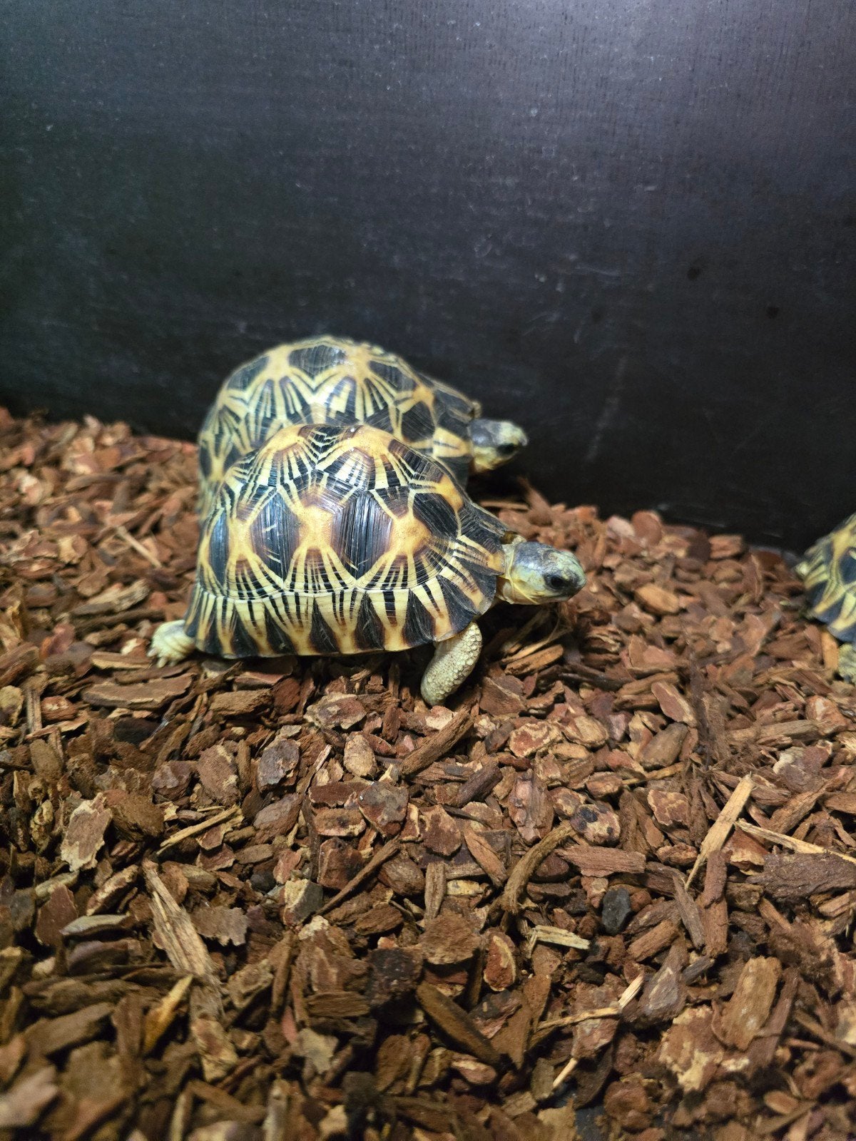 Prachtige stralenschildpadden (Astrochelys radiata), Schildpad, 0 tot 2 jaar