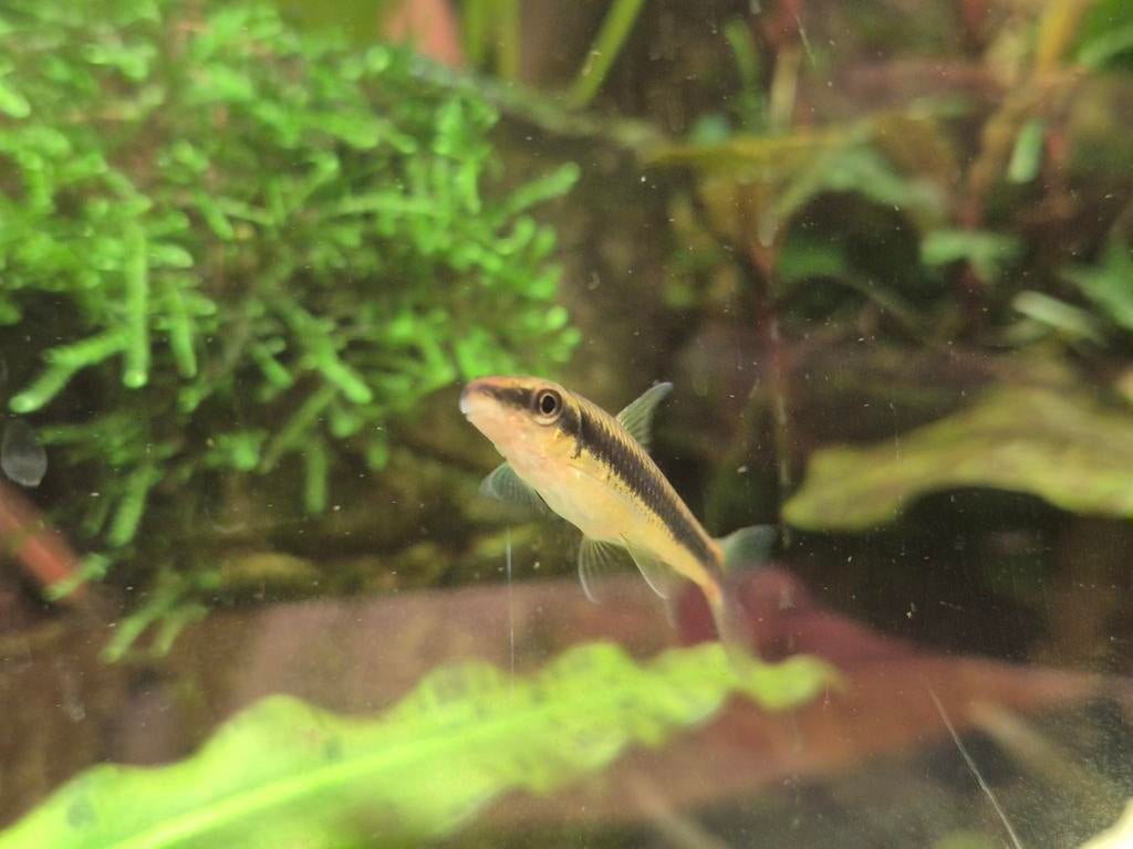 Siamese algeneters Crossocheilus oblongus, Ophalen