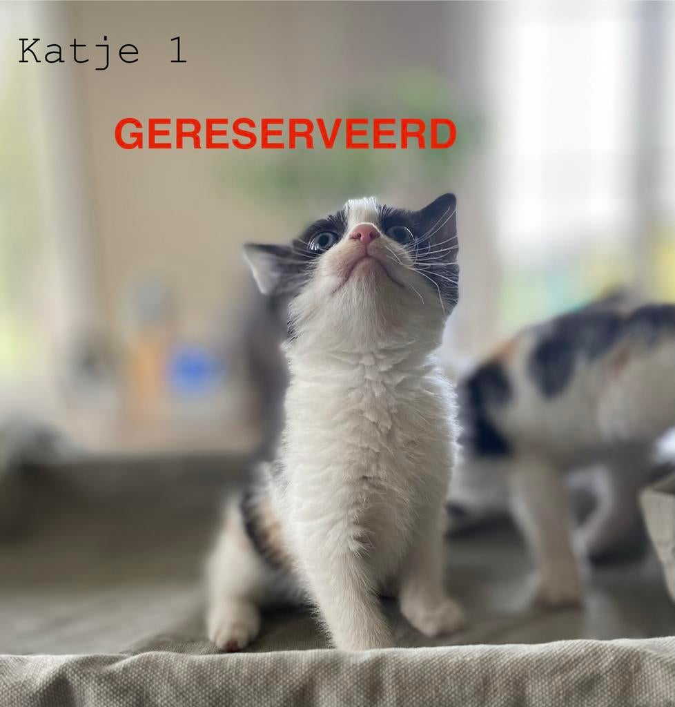 Prachtige tamme kittens, Meerdere dieren, 0 tot 2 jaar