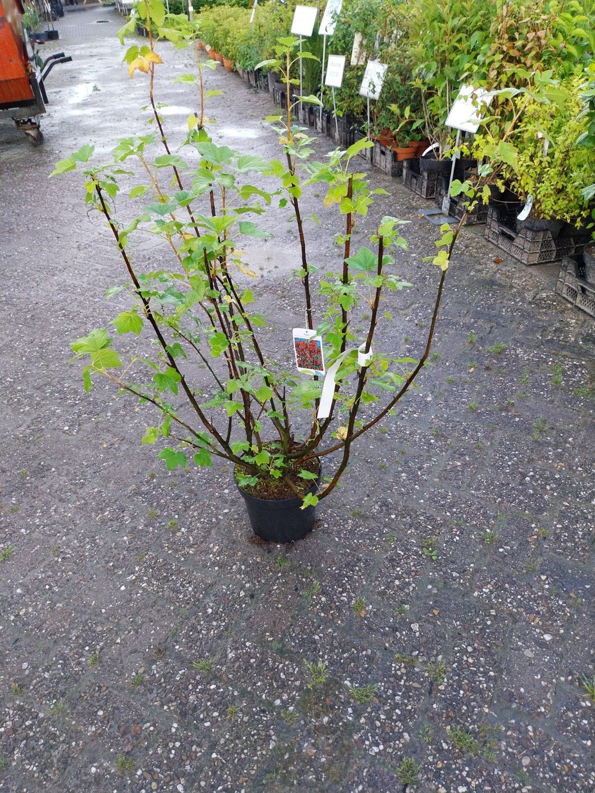 Ribes 'Pulborough Scarlet' - Rode Bes, Ophalen, Volle zon