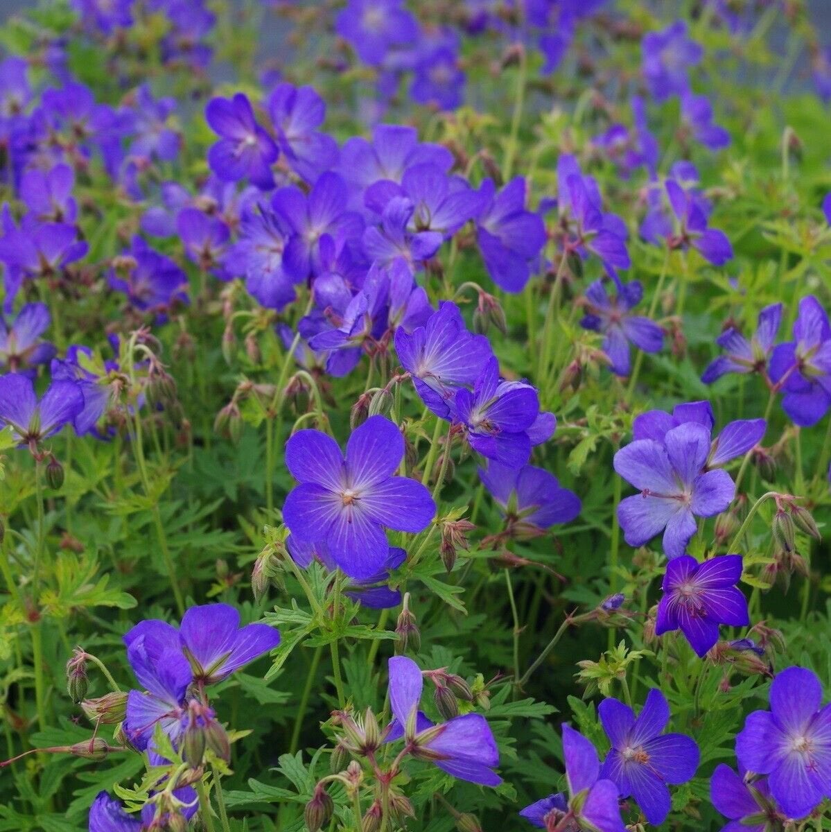 Geranium 'Brookside' / Ooievaarsbek P9 pot, Tuin en Terras, Ophalen of Verzenden, Vaste plant, Bodembedekkers